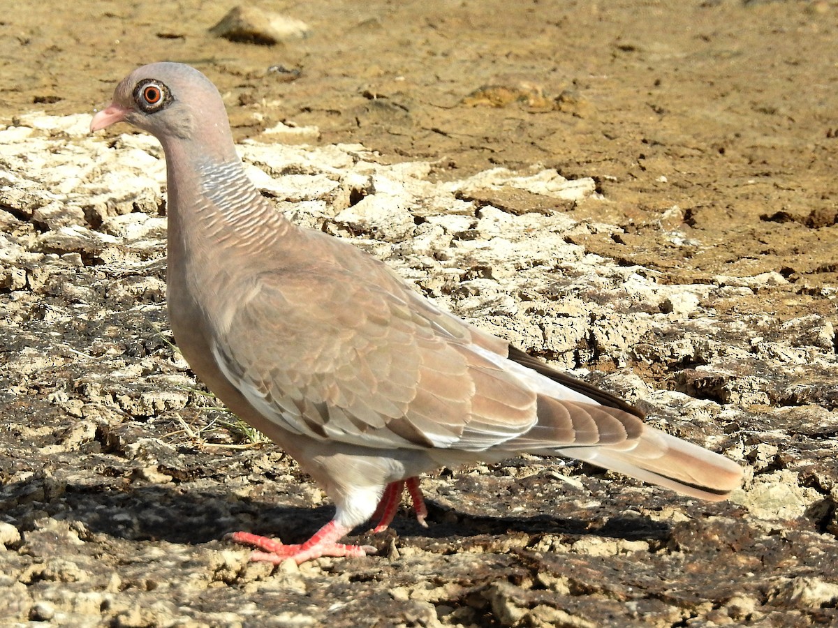 Bare-eyed Pigeon - ML162170291