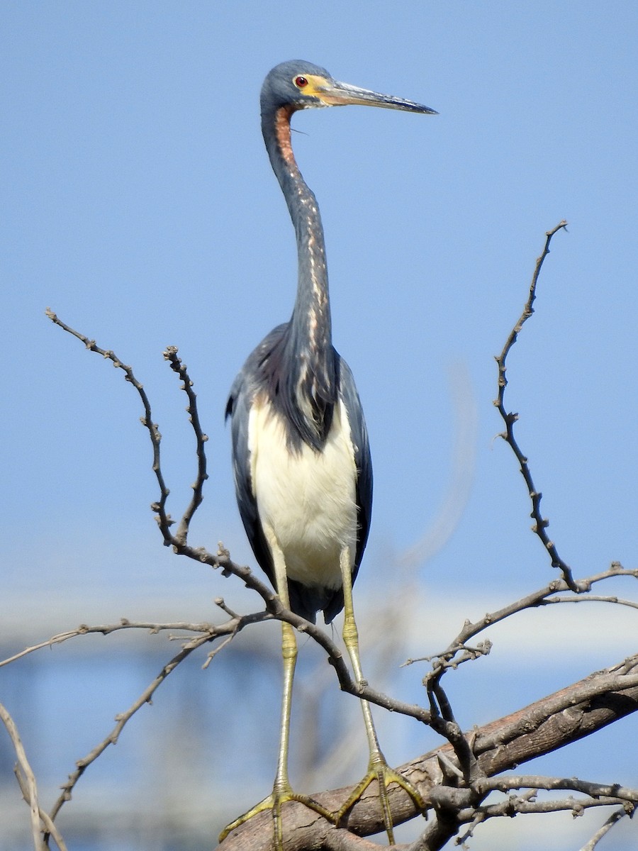 Tricolored Heron - ML162170481