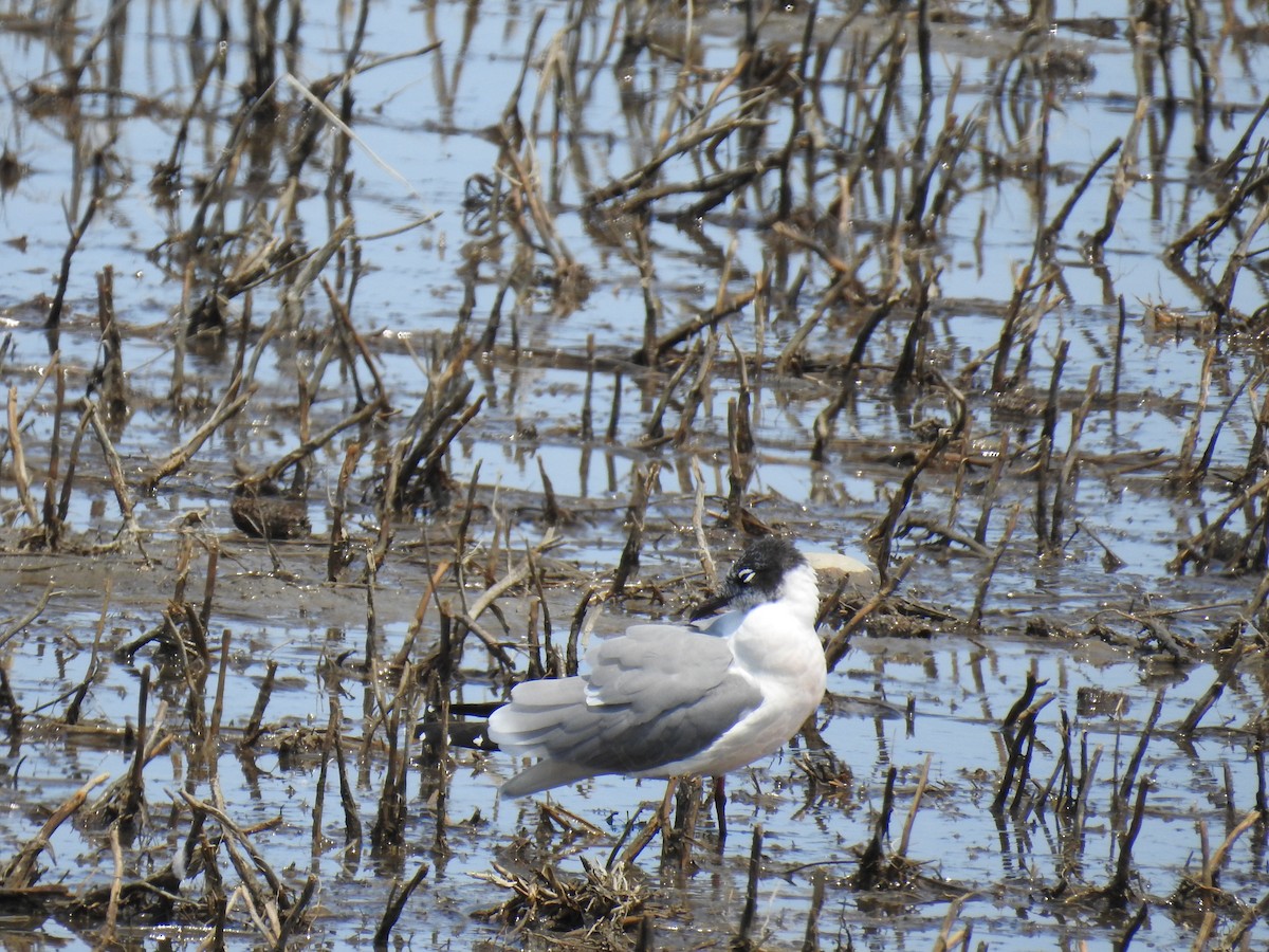 Franklin's Gull - ML162170771