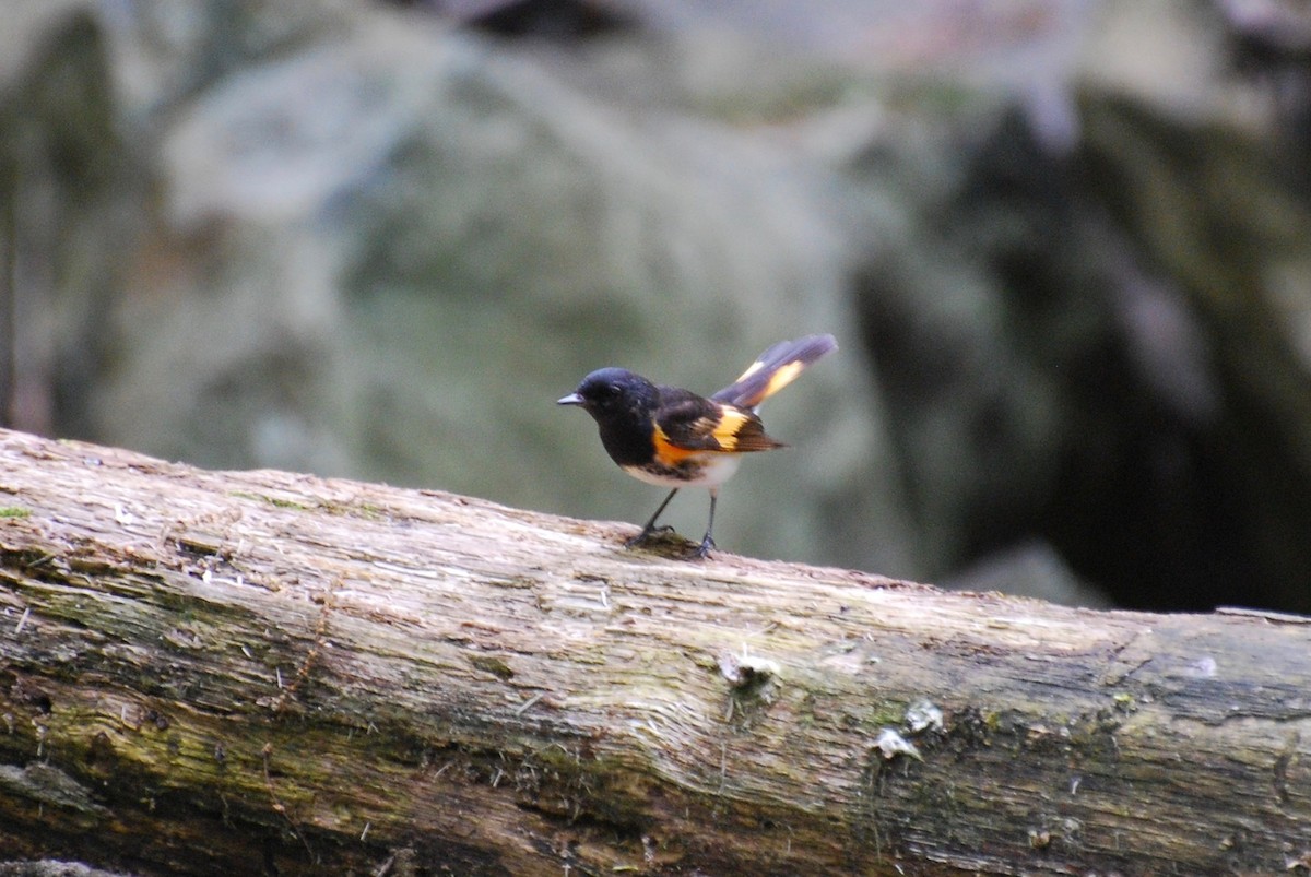 American Redstart - ML162171381