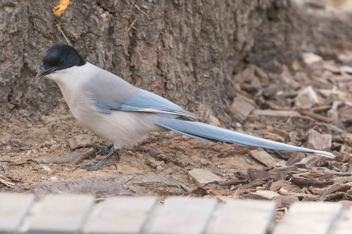 Azure-winged Magpie - ML162173881