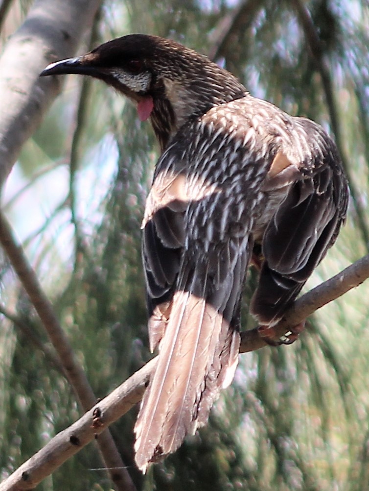 Red Wattlebird - Leonie Beaulieu