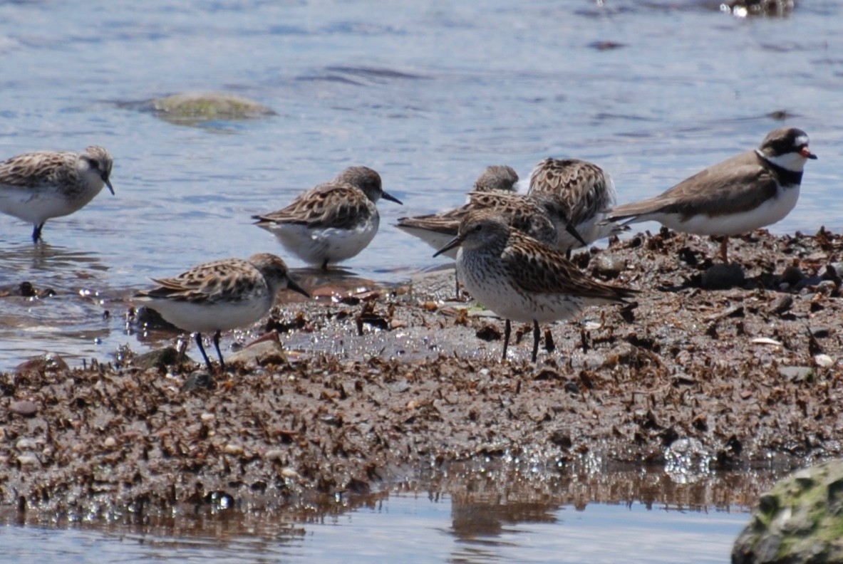 White-rumped Sandpiper - Marc Passmann