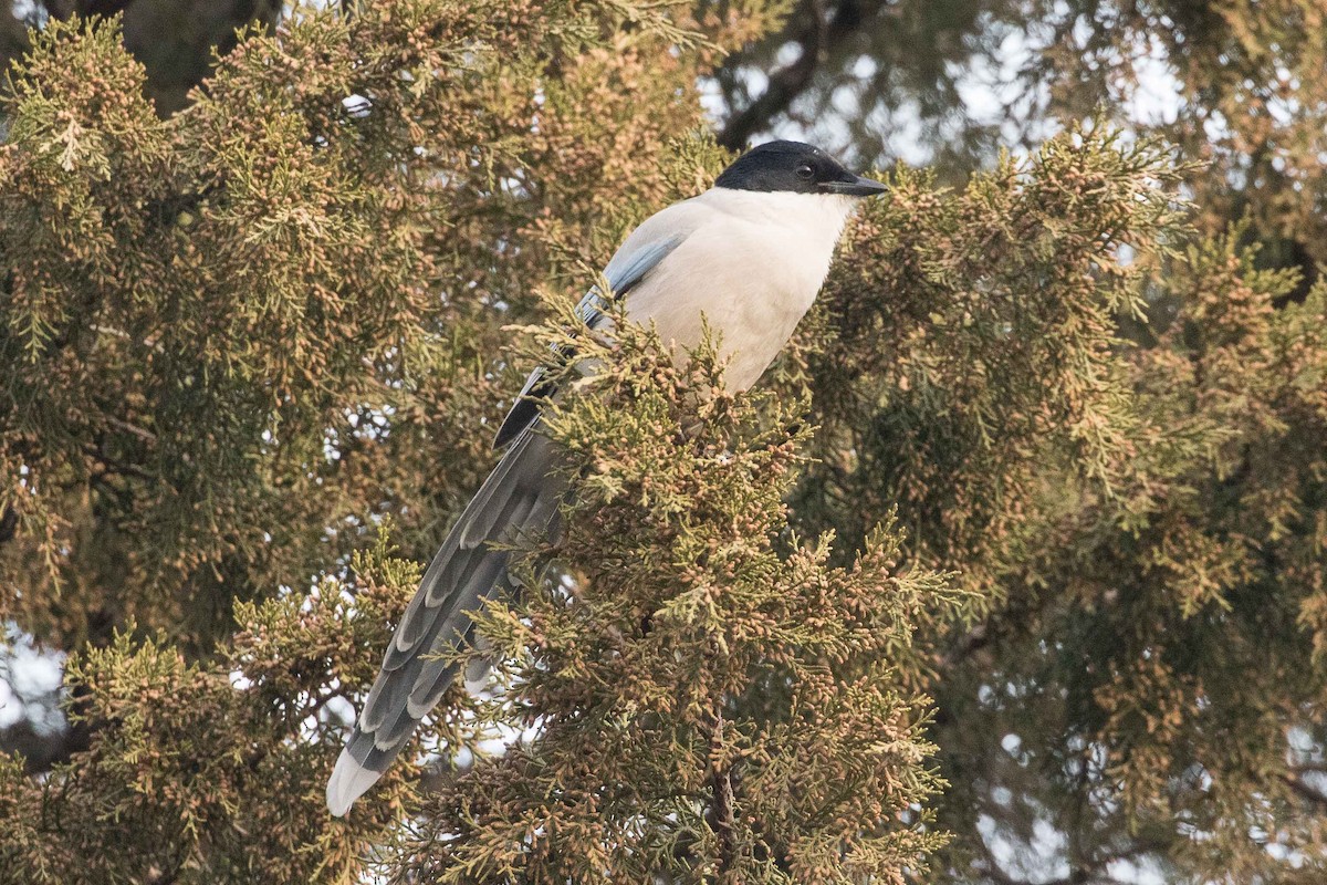 Azure-winged Magpie - ML162174501