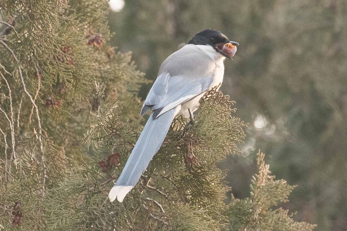 Azure-winged Magpie - ML162174511