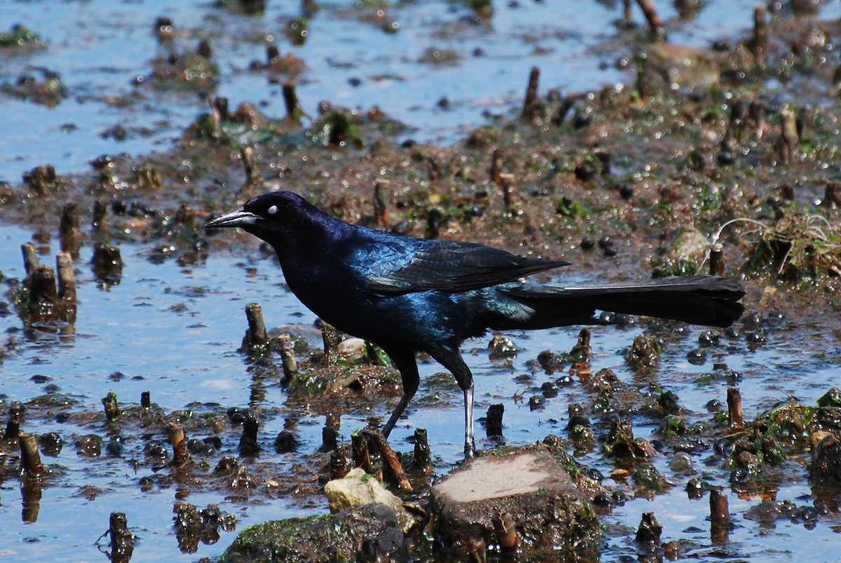 Boat-tailed Grackle - Marc Passmann