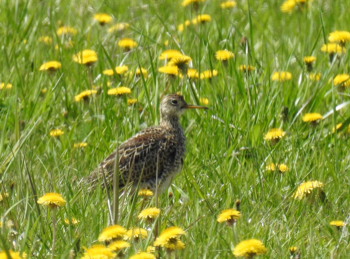 Upland Sandpiper - ML162176321