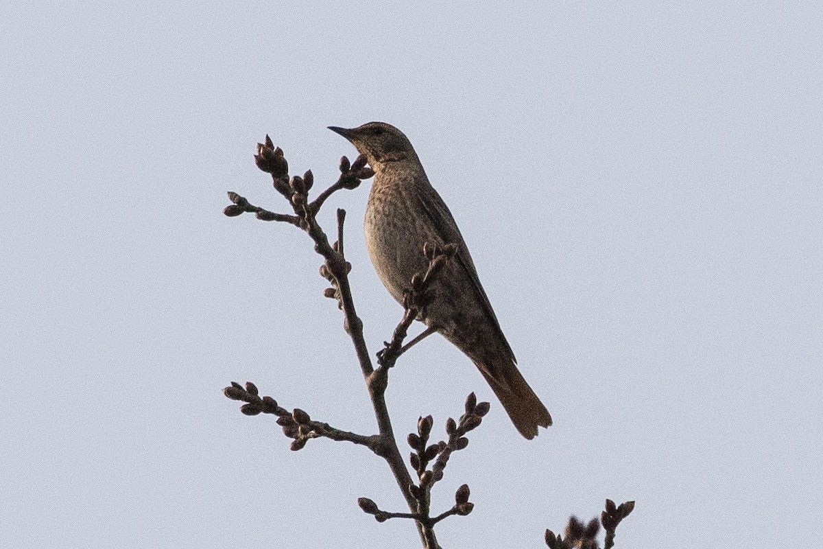 Naumann's Thrush - Eric VanderWerf