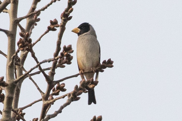 Yellow-billed Grosbeak - Eric VanderWerf