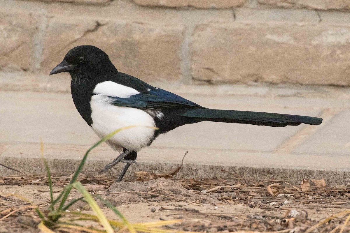 Oriental Magpie - ML162178211