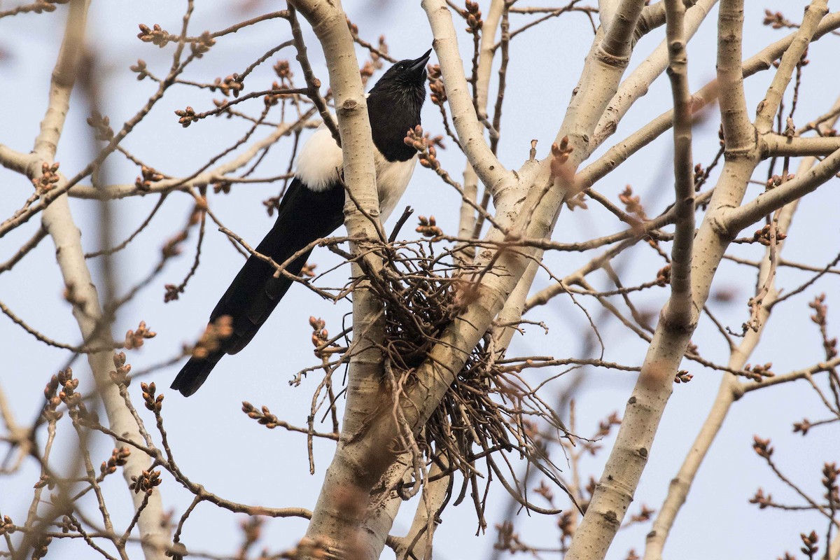 Oriental Magpie - ML162178231