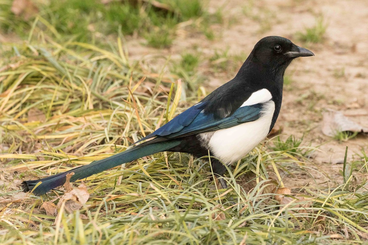 Oriental Magpie - ML162178261