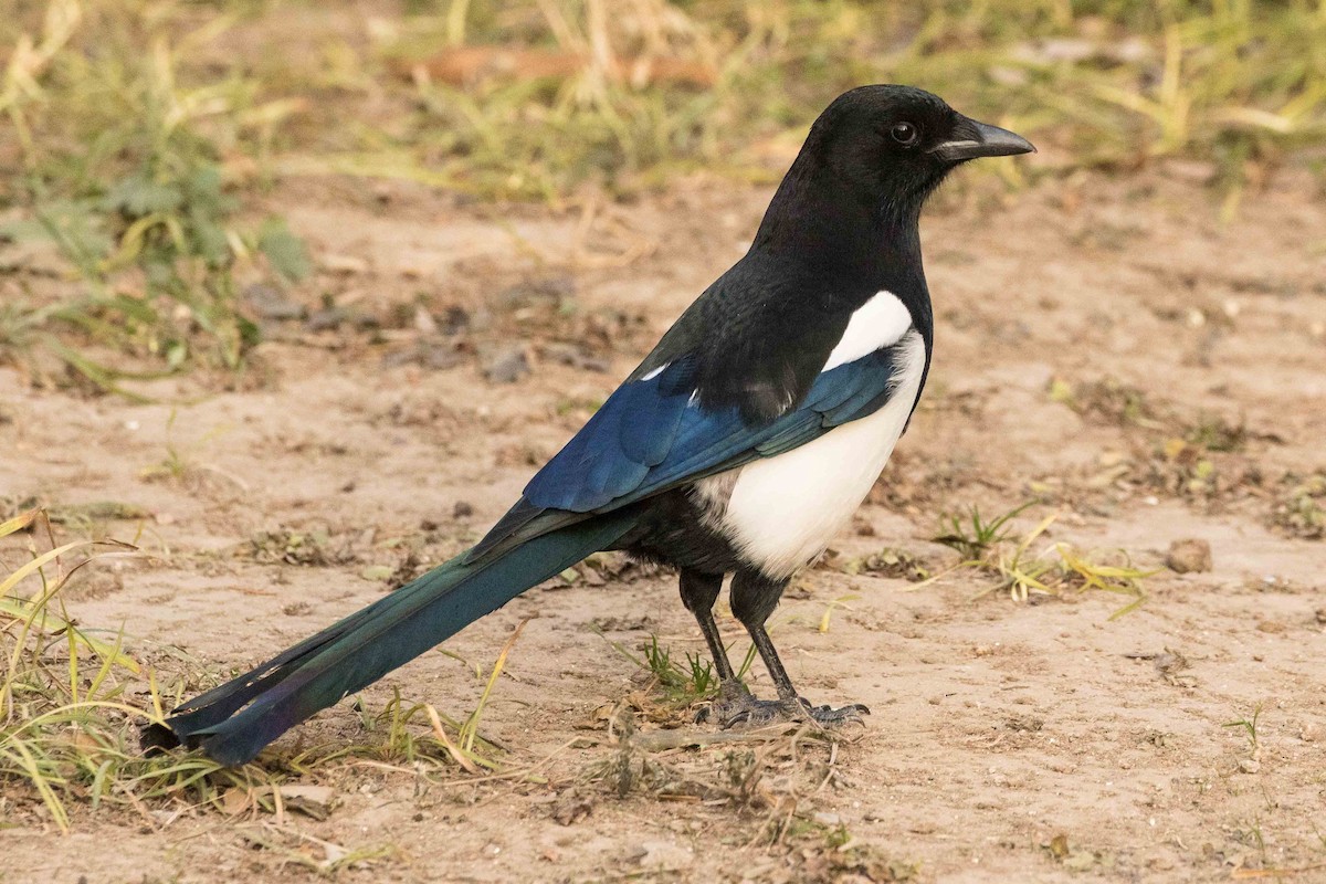 Oriental Magpie - ML162178281