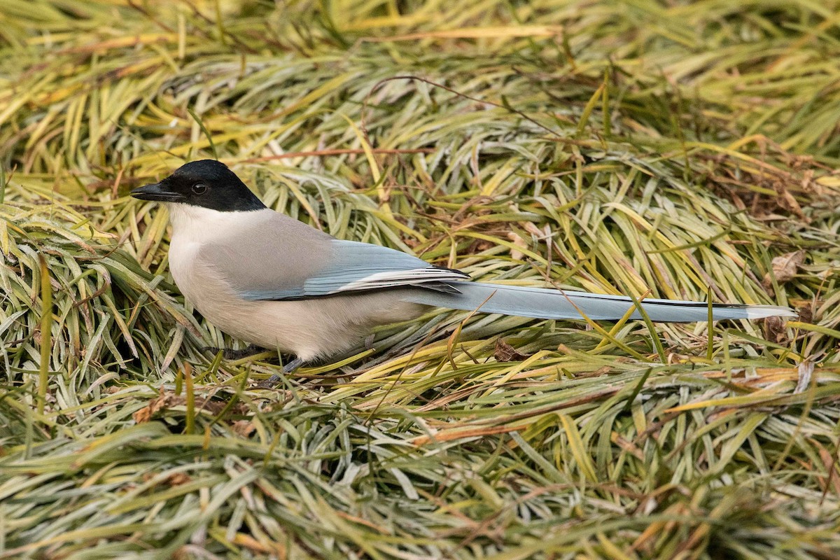 Pie-bleue à calotte noire - ML162179101