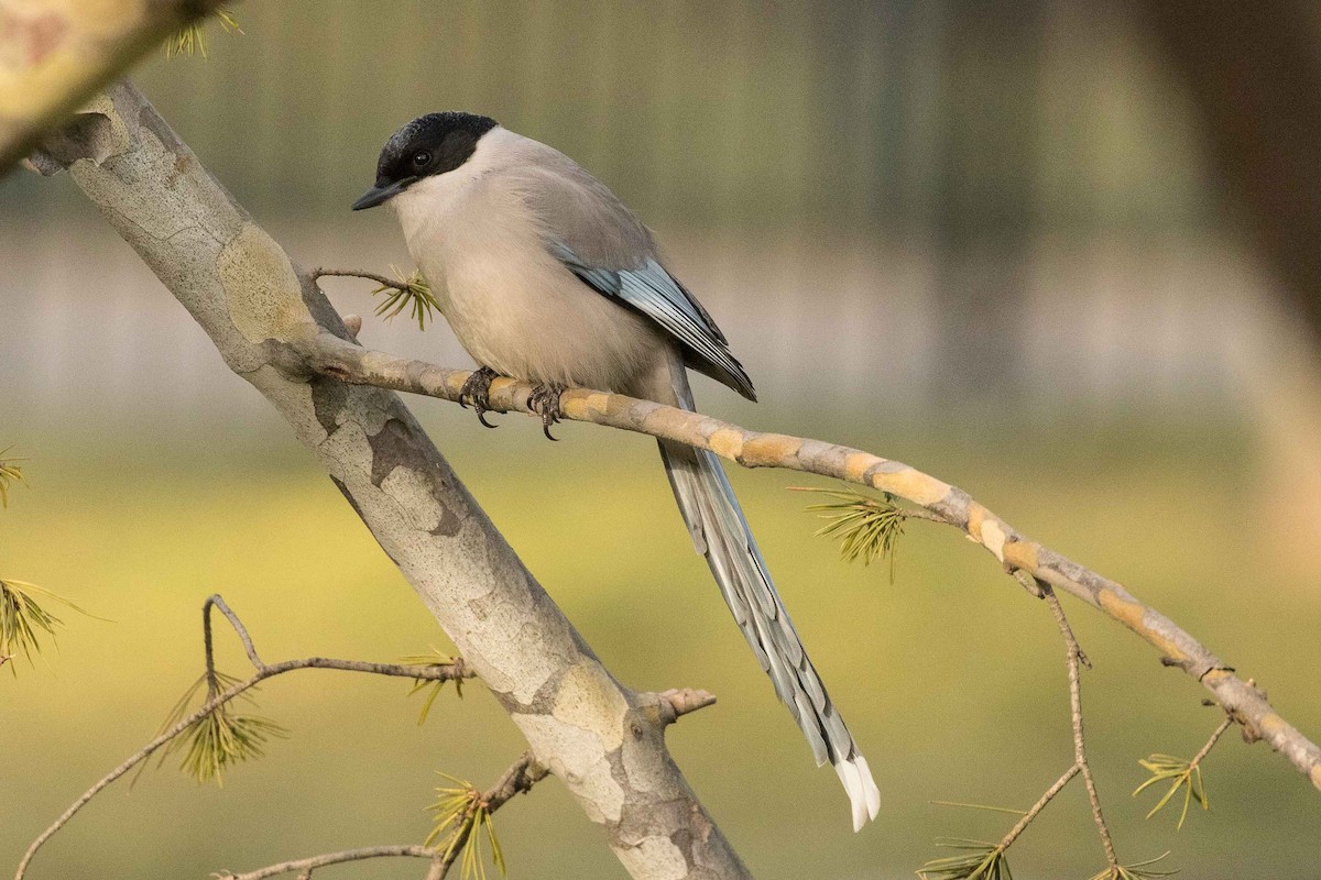 Azure-winged Magpie - Eric VanderWerf