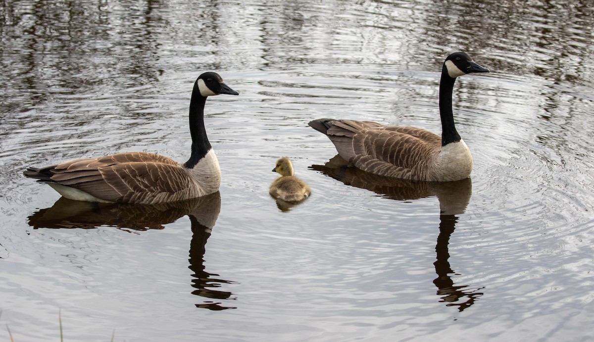 Canada Goose - Mhairi McFarlane