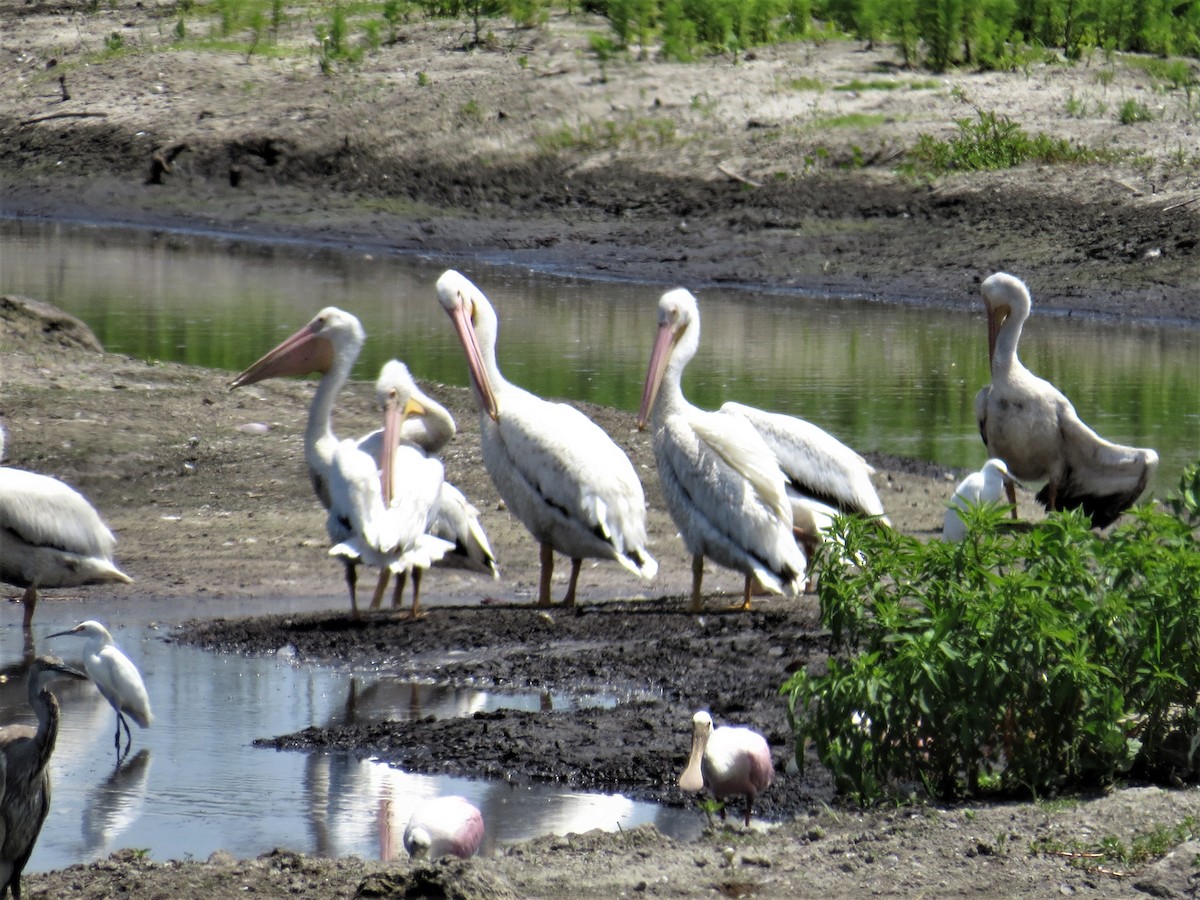 American White Pelican - ML162180921