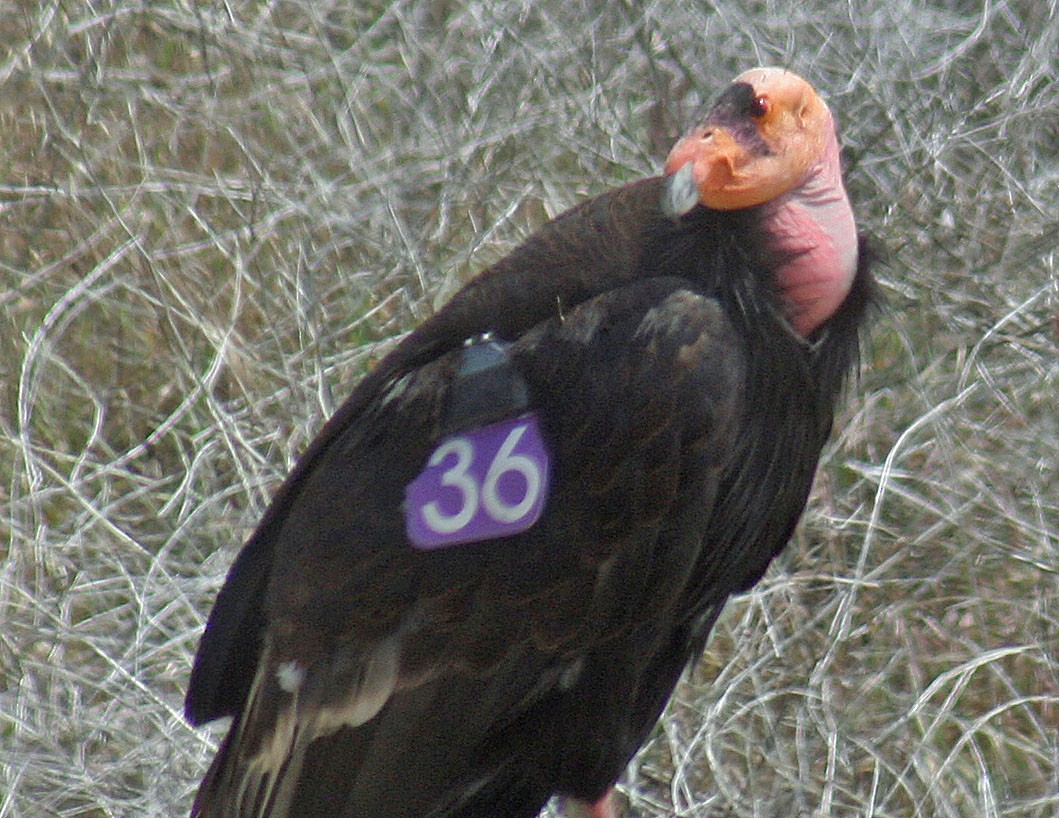 Condor de Californie - ML162182211