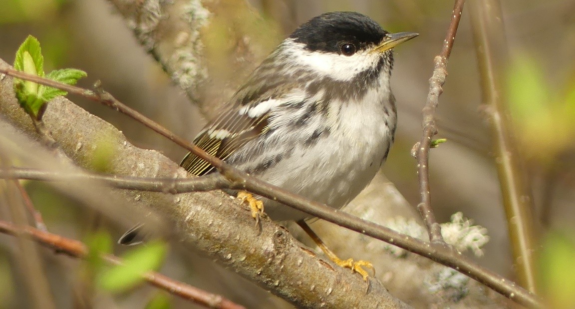 Blackpoll Warbler - ML162182751