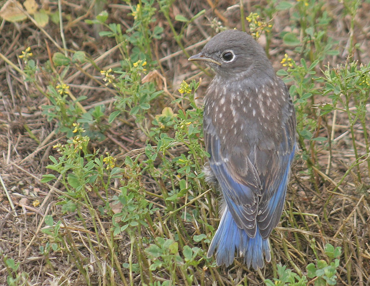 Blaukehl-Hüttensänger - ML162182831