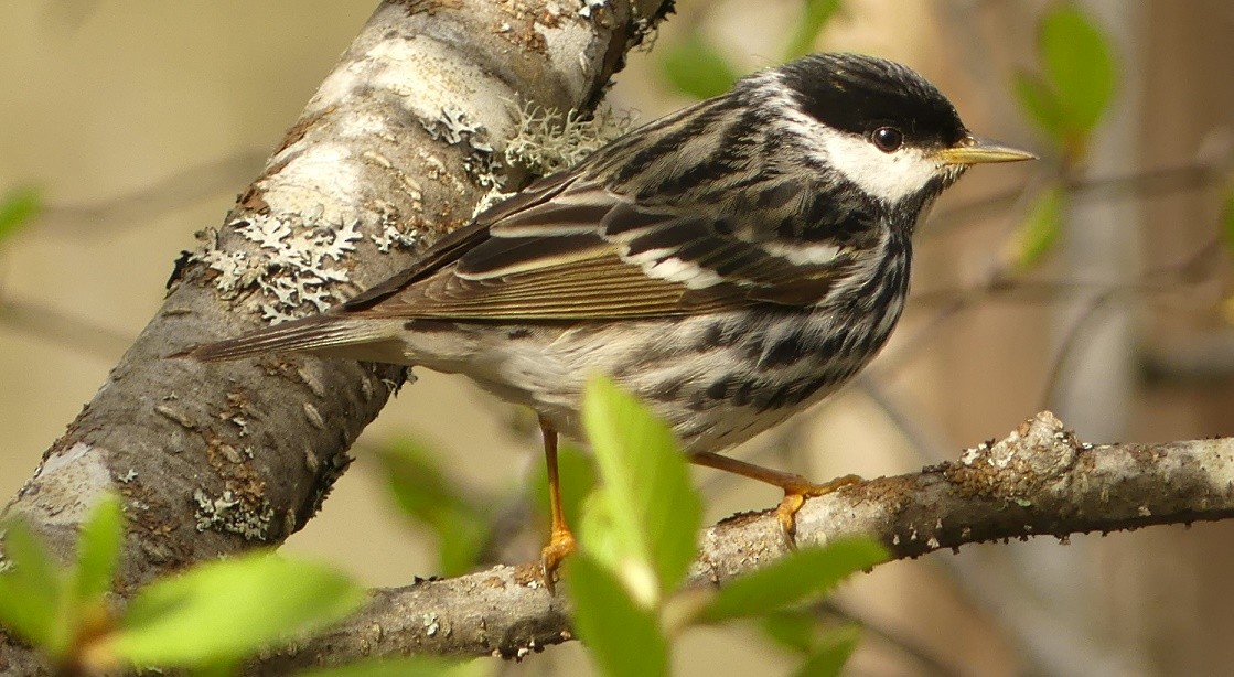 Blackpoll Warbler - ML162182941