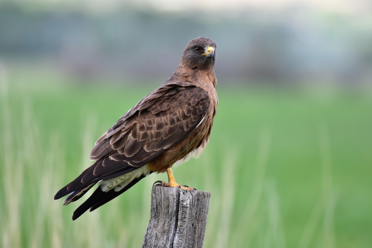 Swainson's Hawk - Harold Ziolkowski