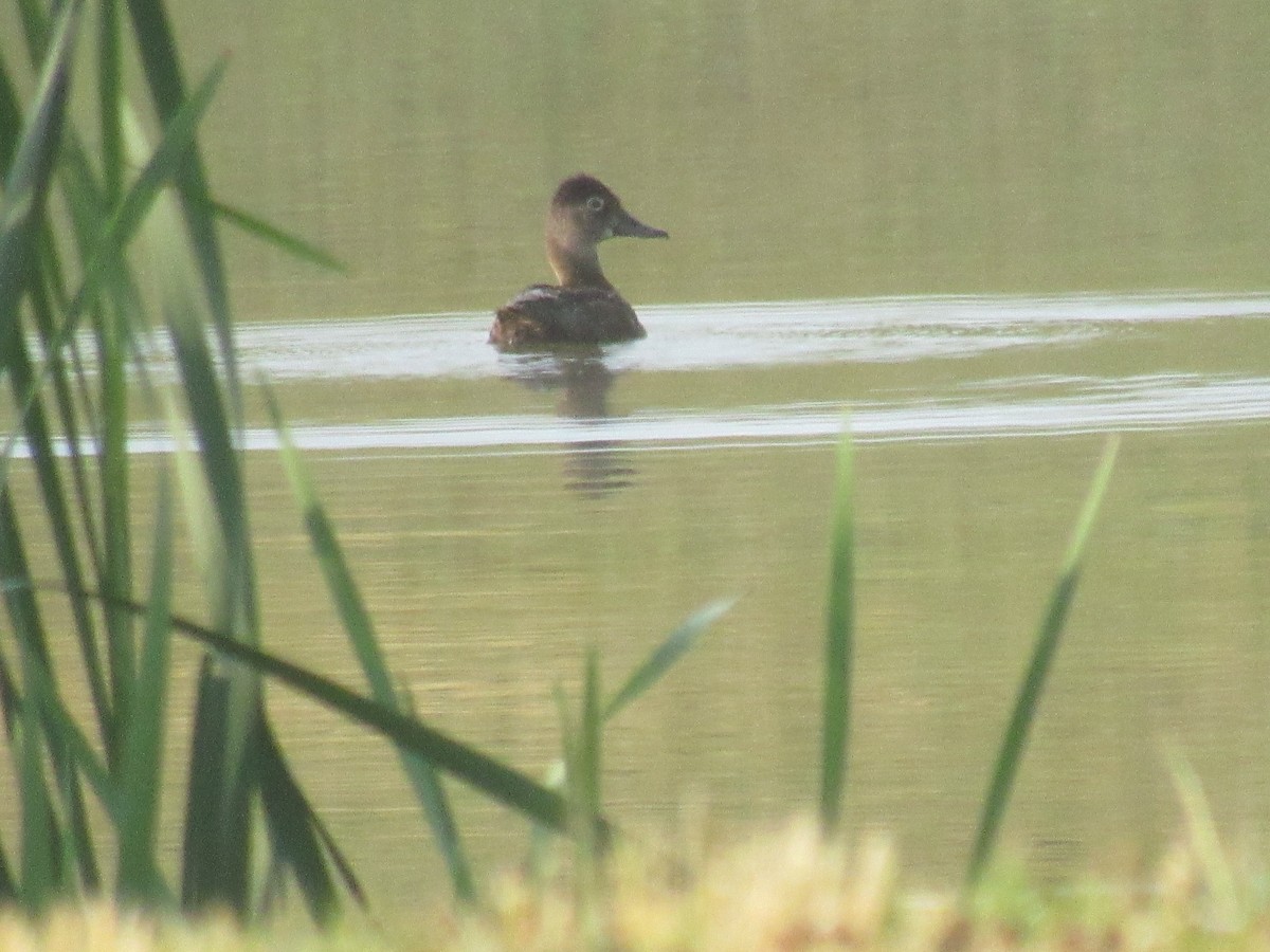 Ring-necked Duck - ML162184731