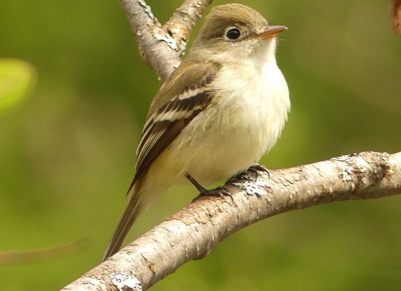 Least Flycatcher - Suzanne Cholette