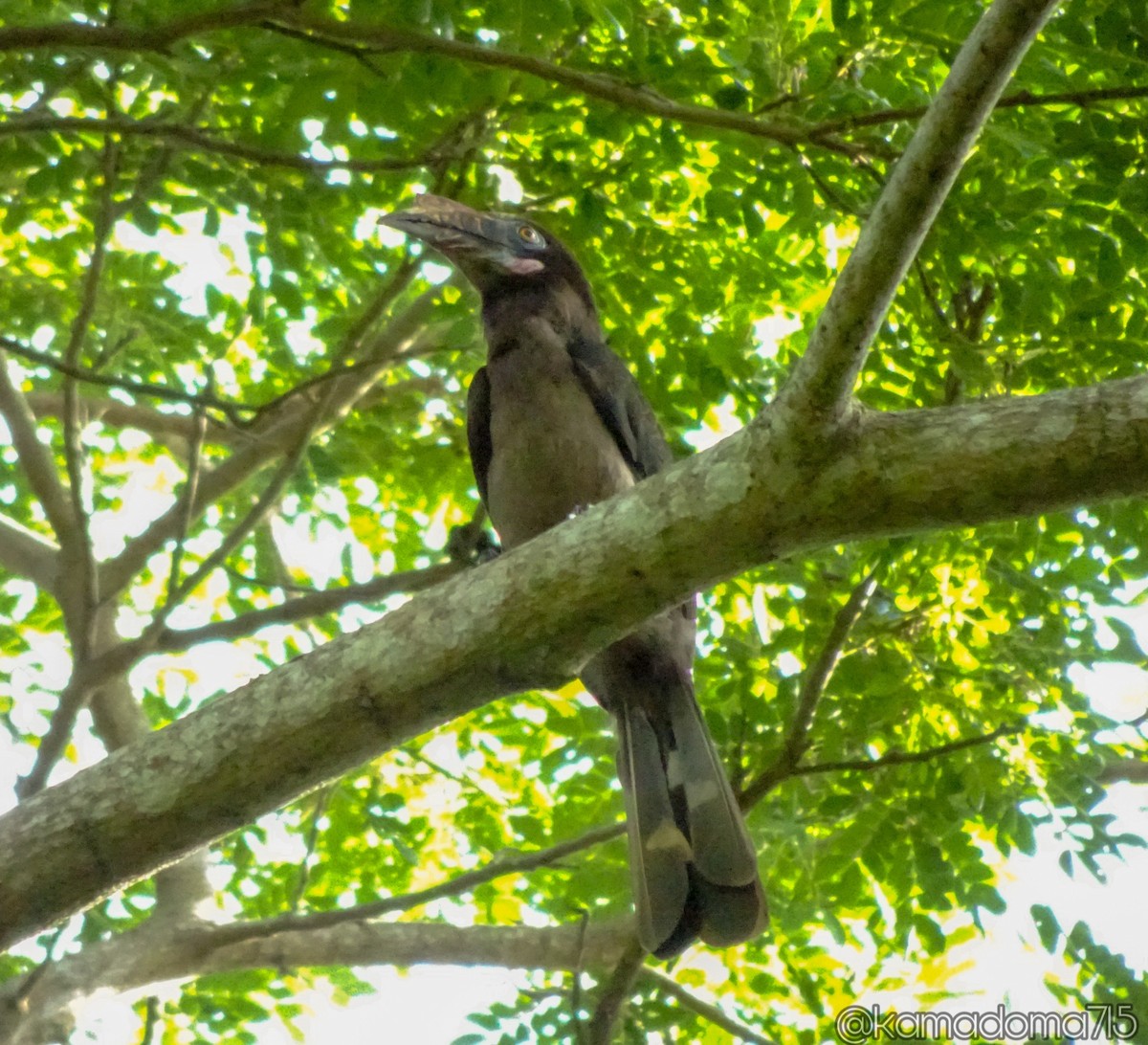 Luzon Hornbill - Vincent Alinan