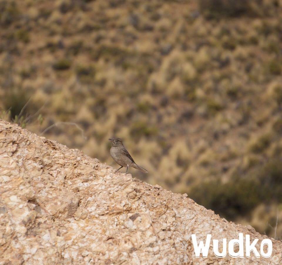 White-tailed Shrike-Tyrant - ML162186891