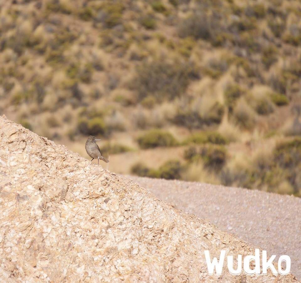 White-tailed Shrike-Tyrant - ML162186931