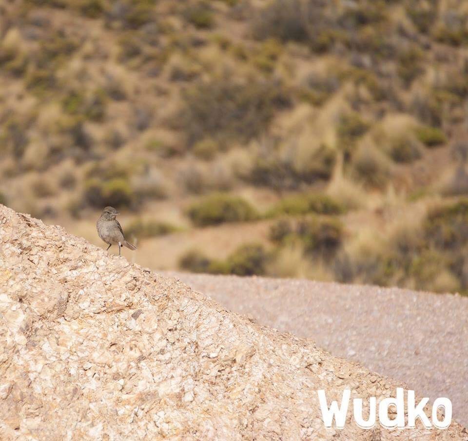 White-tailed Shrike-Tyrant - ML162186941