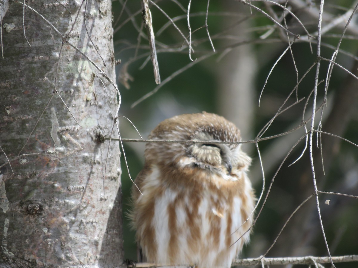 Northern Saw-whet Owl - Jean-Francois Piche