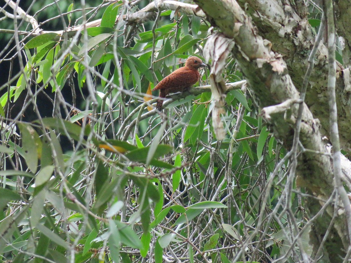 Rufous Woodpecker - ML162187941