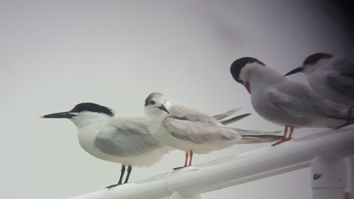 Sandwich Tern - Ray Duffy