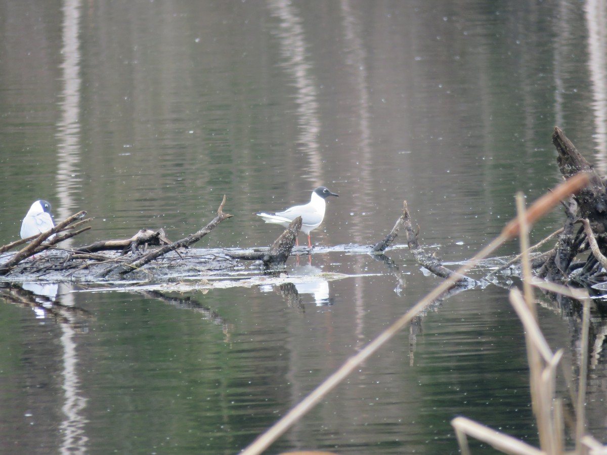 Bonaparte's Gull - ML162189311