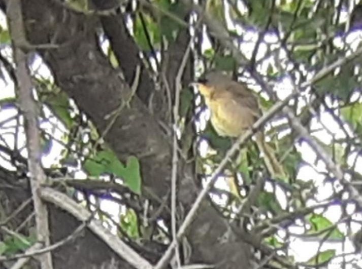 Gray-crowned Yellowthroat - ML162190331