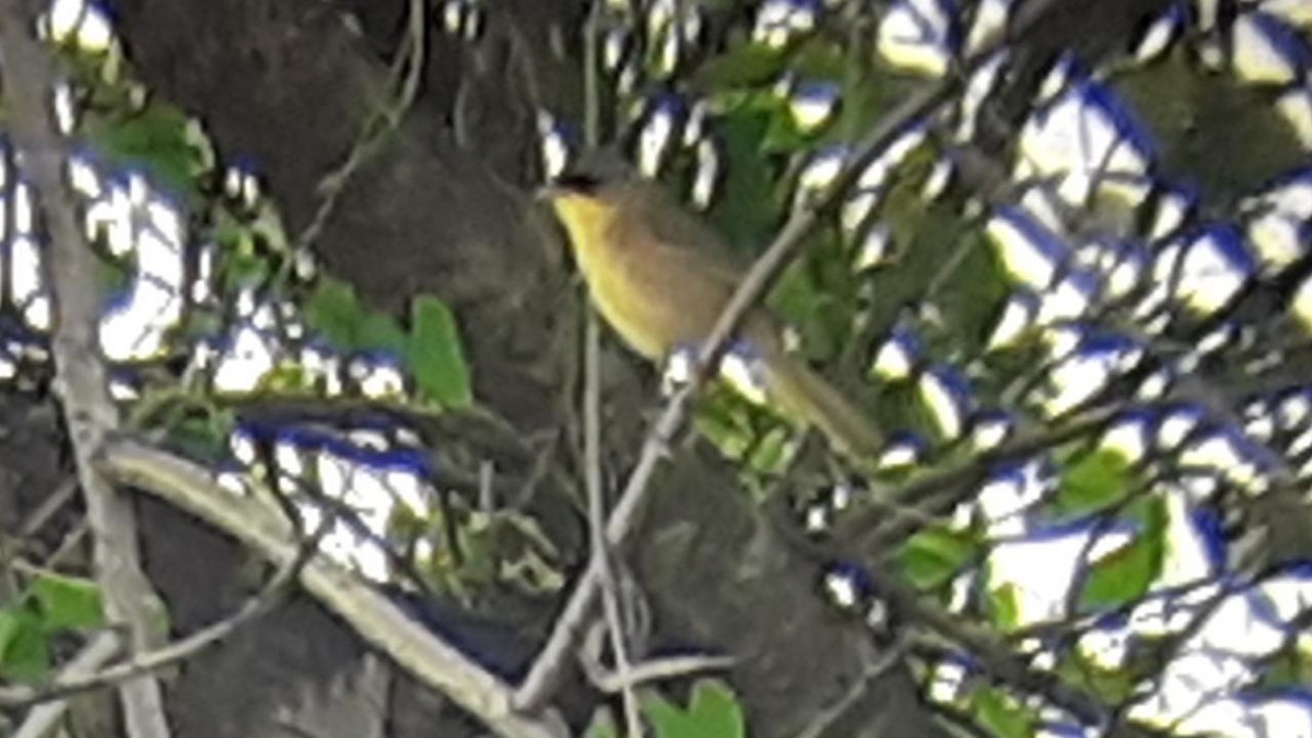 Gray-crowned Yellowthroat - ML162190341