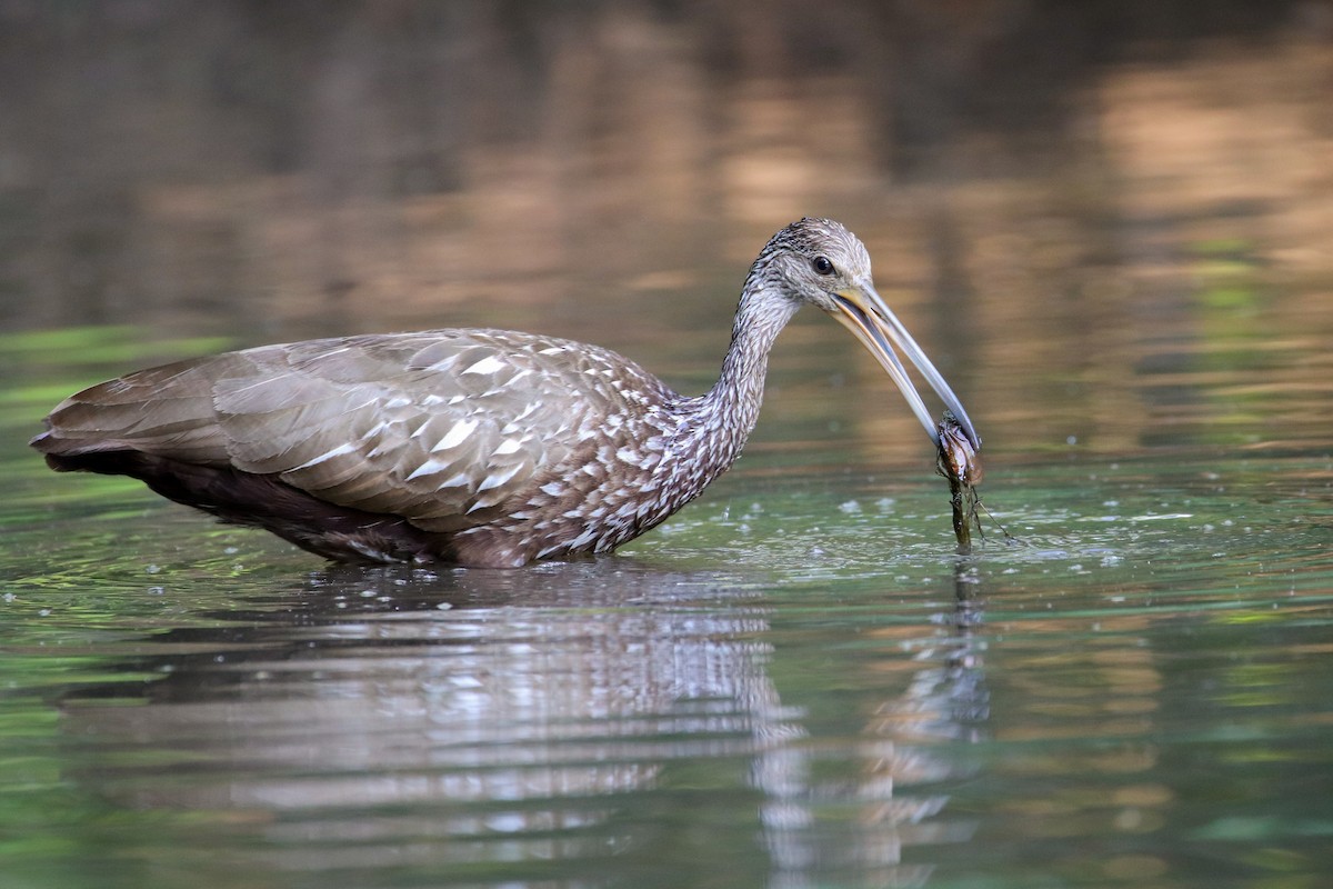 Limpkin - ML162191971