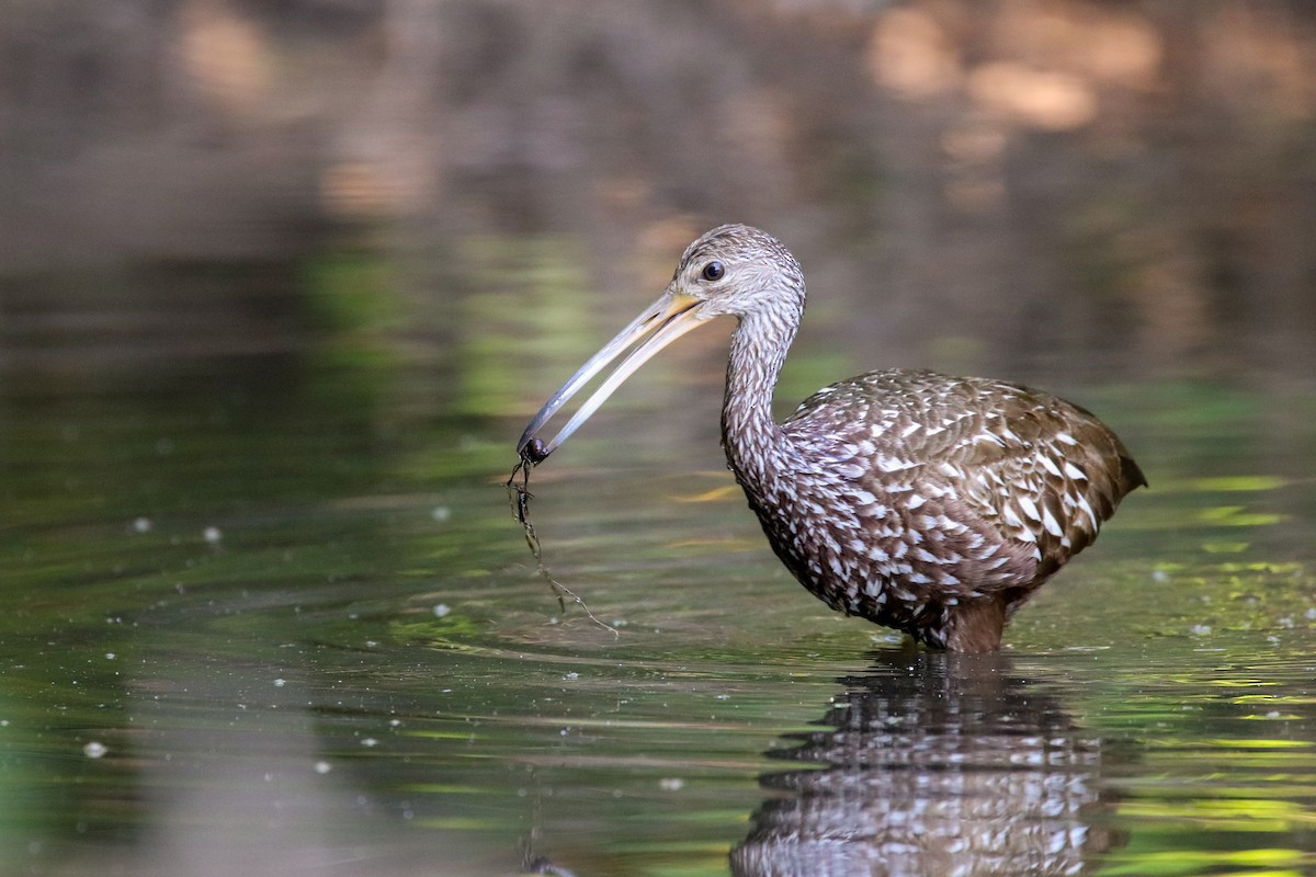 Limpkin - ML162192071