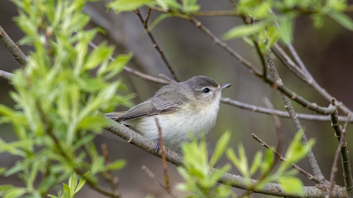 Warbling Vireo - ML162192181