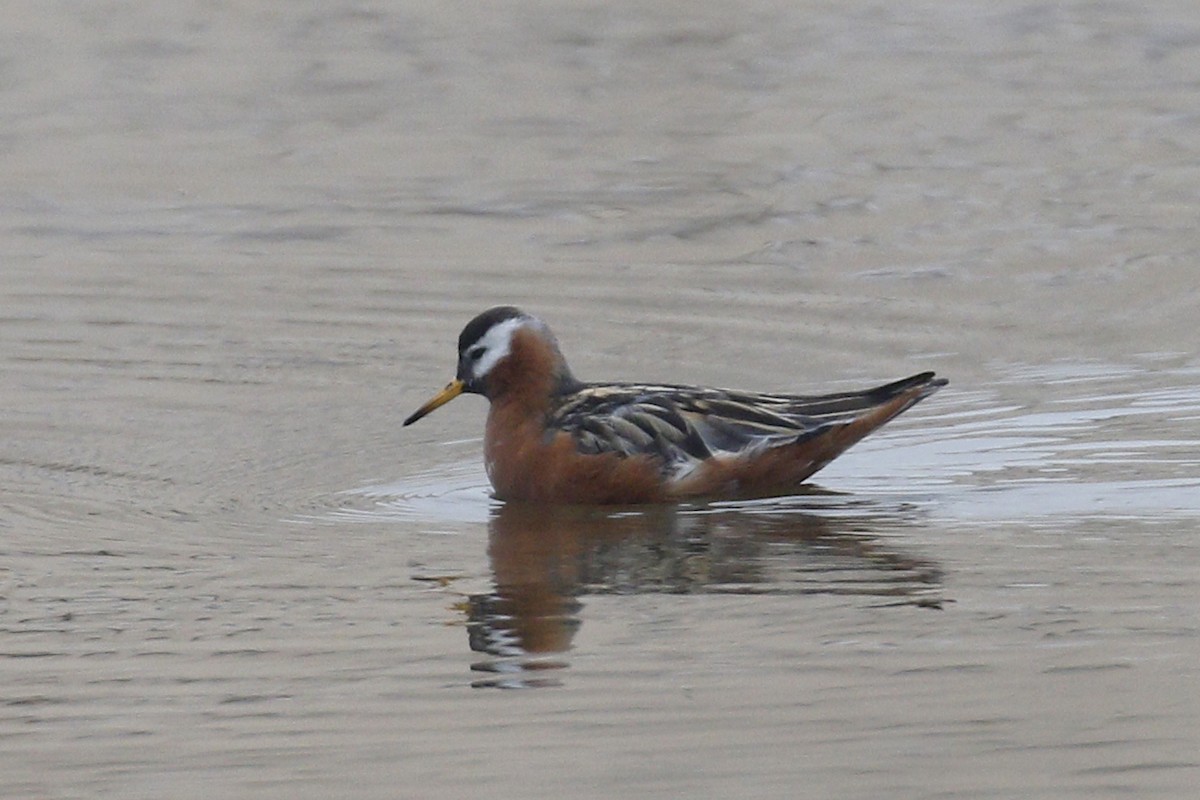 Red Phalarope - Donna Pomeroy