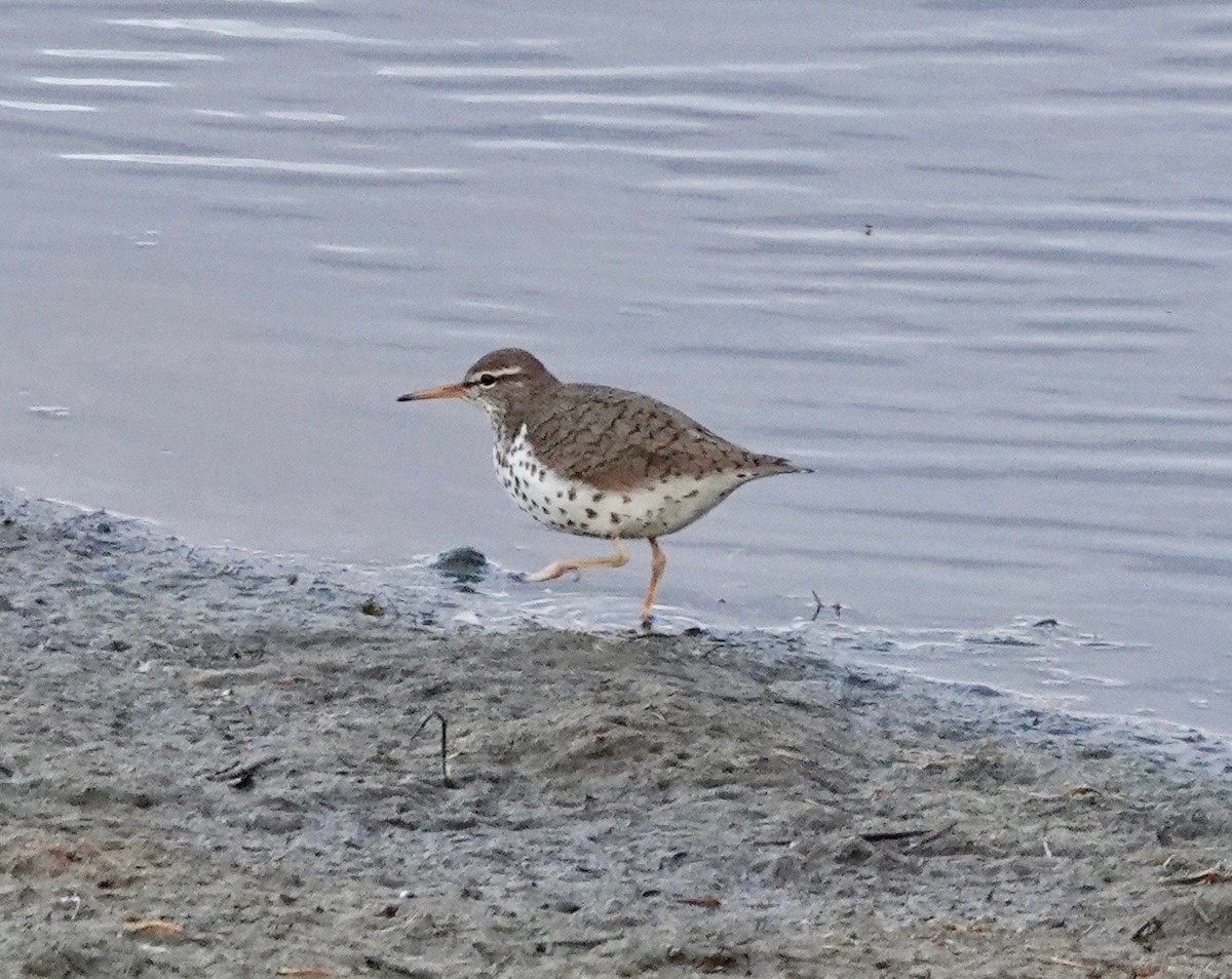 Spotted Sandpiper - Margo Goetschkes