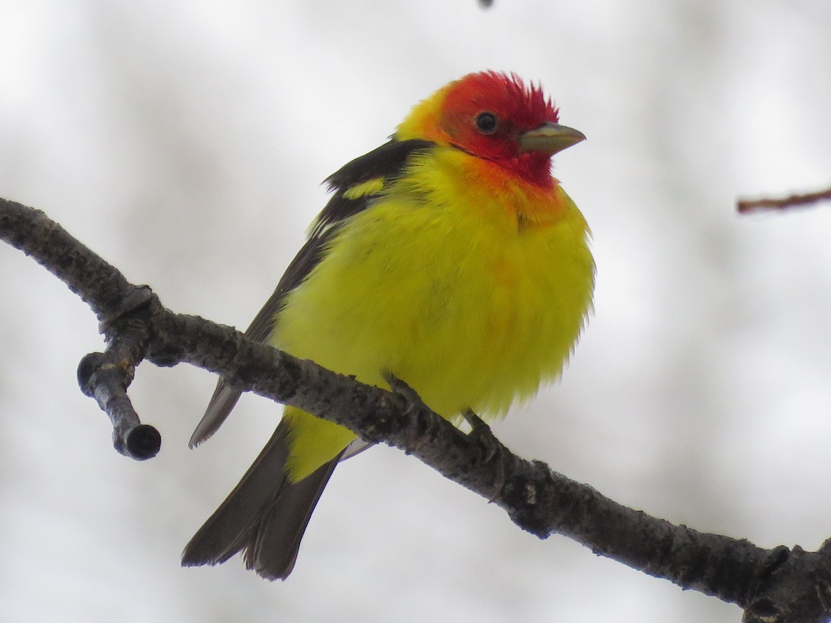 Western Tanager - Bryant Olsen