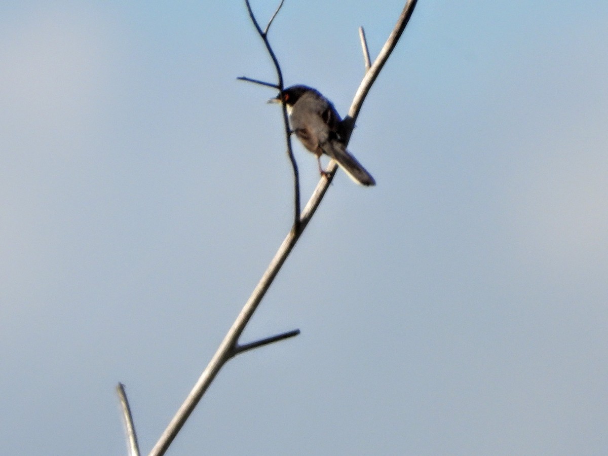 Curruca Cabecinegra - ML162195931