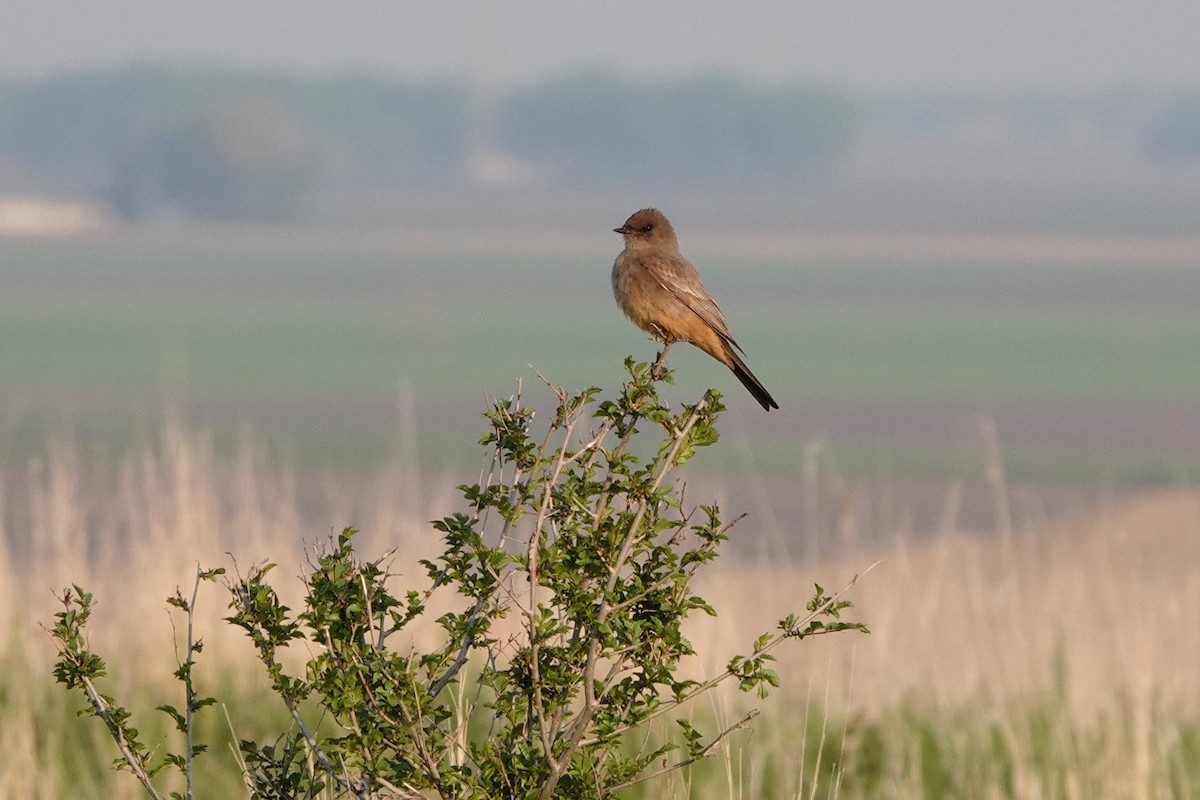 Say's Phoebe - ML162198521
