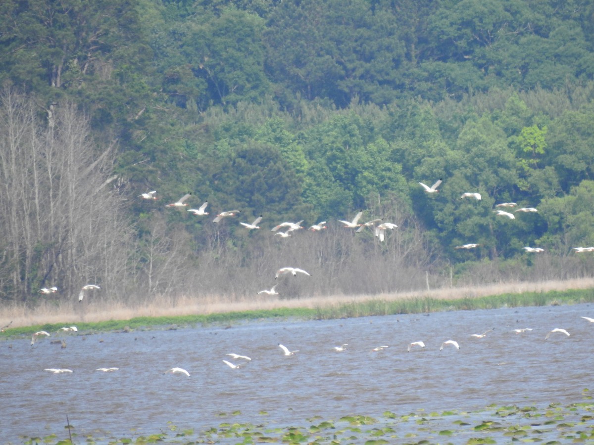 White Ibis - ML162199121