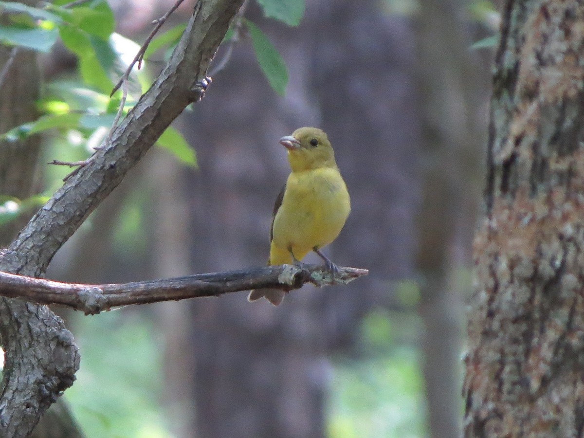 Scarlet Tanager - ML162199571