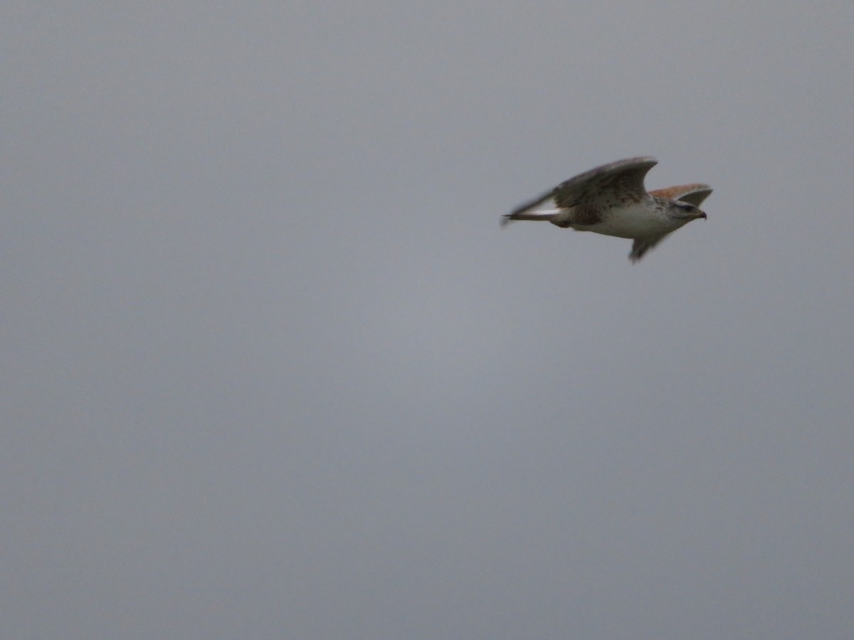 Ferruginous Hawk - ML162202471