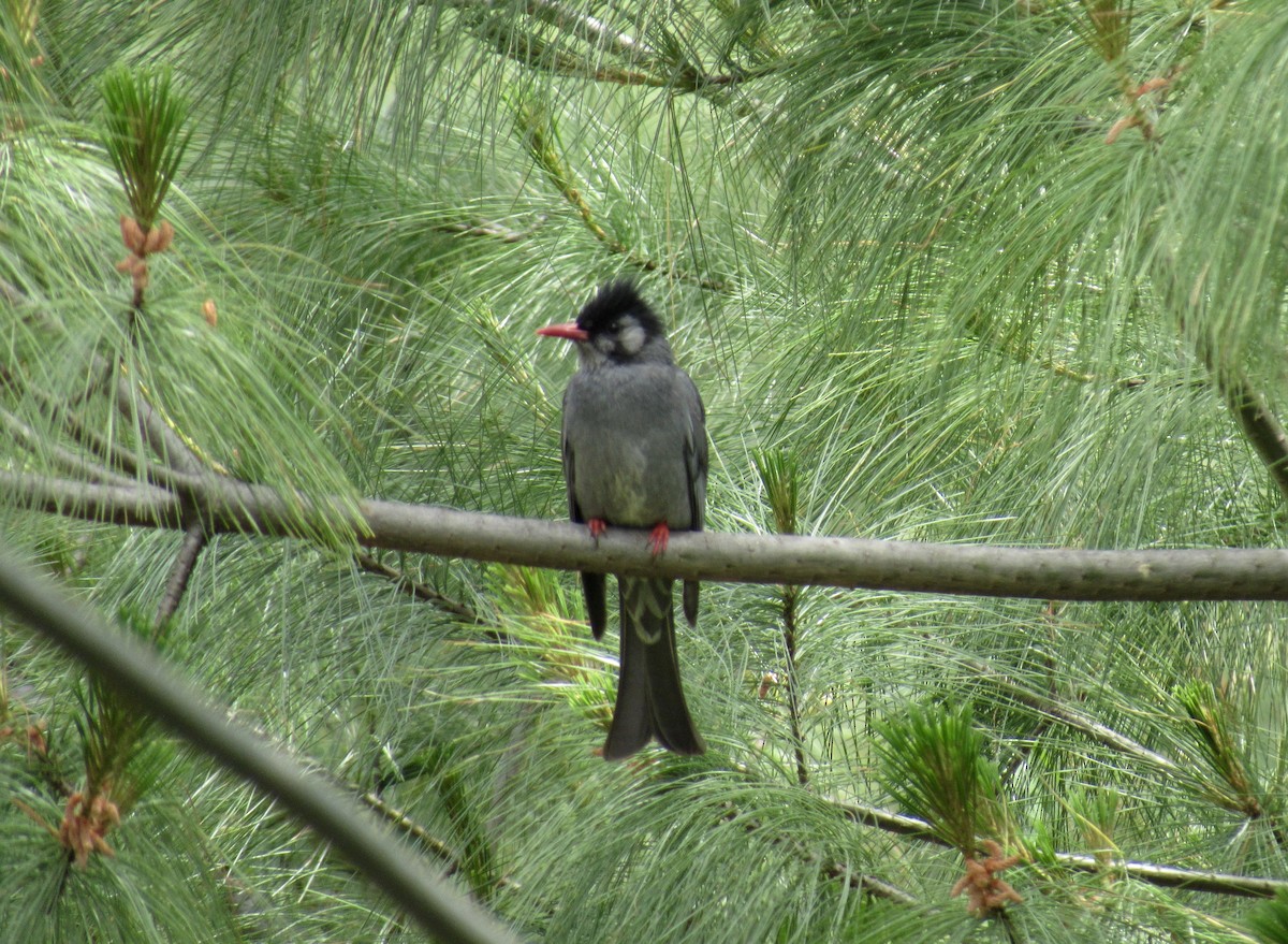 Black Bulbul - karen pinckard